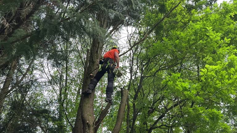 Tree and Shrub Care in Maywood, CA